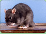 rat control Maghull