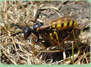 wasp control Maghull