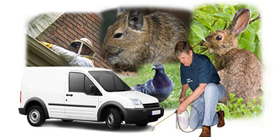 Maghull local van